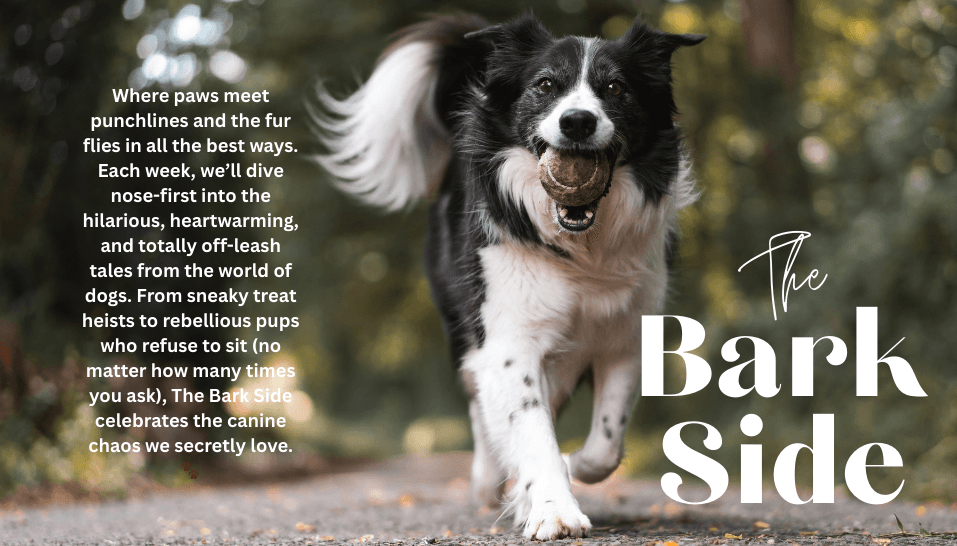 The Bark Side 